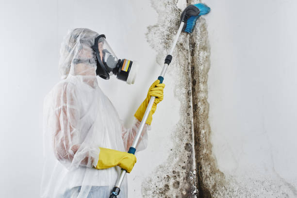 Trusted Keene, NH Mold Removal & Remediation Experts